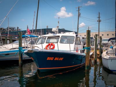 BOATZON | Newton 36 Dive Special 2019