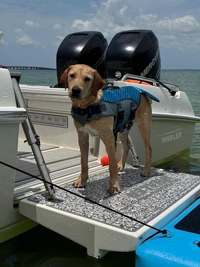 BOATZON | Boston Whaler 270 Dauntless 2016